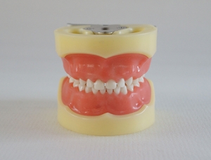 ZM-DSC02021_A3 Standard deciduous tooth model