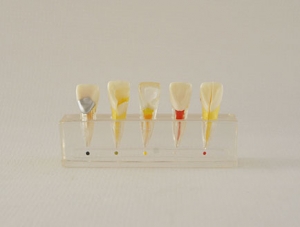 ZM-DSC02228_M6 dental pulp clinical model