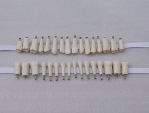 ZM-DSC02419_D7 single taproot melamine tooth
