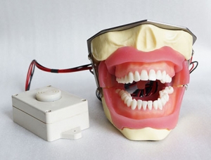 Anesthesia model for tooth extraction with ZM-DSC02428_E16 buzzer
