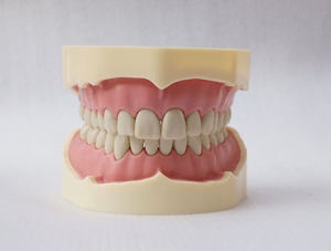 世界各地ZM-DSC02477_A5-01 BF standard model (black teeth)