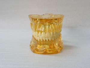 ZM-DSC02527_C12 Transparent tooth extraction model