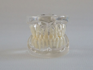 ZM-L13B_C9 deciduous dentition