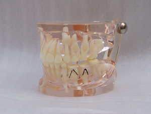ZM-A16-01_C8 morbid model of premature loss of deciduous teeth