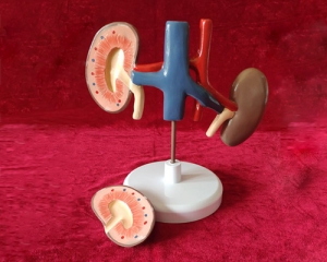 dog kidney