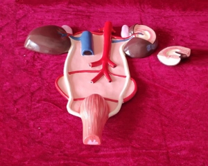 Horse kidney and urinary