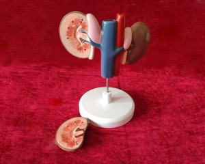 sheep kidney
