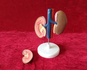 pig kidney