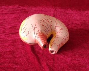 dog stomach