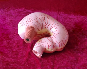 pig stomach