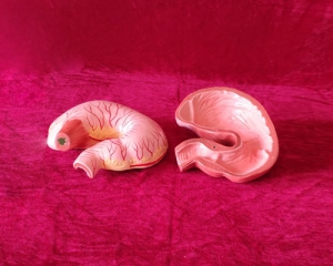 pig stomach open
