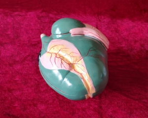 cow stomach