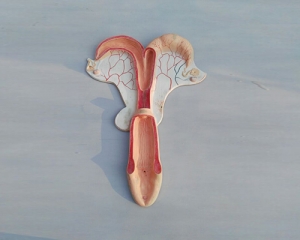 horse uterus