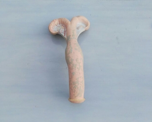 cow uterus