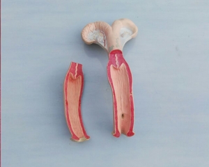 cow uterus