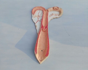 sheep uterus