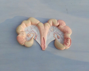 pig uterus