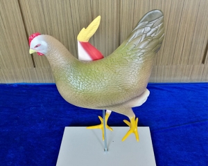 chicken model