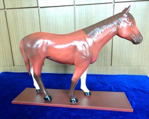 horse model