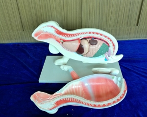 Rabbit model open