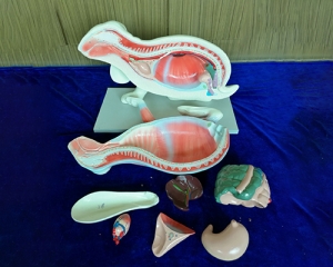 Rabbit Model Anatomy