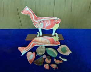 Sheep Model Anatomy