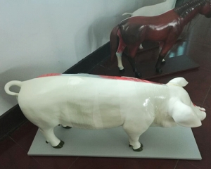 pig model