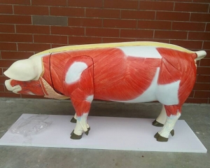 pig muscle distribution