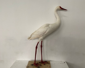 Simulation white crane