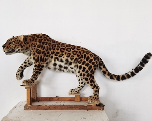 Simulation Leopard