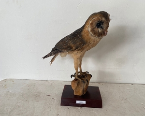 Simulation grass owl