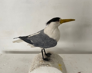 Simulation of Great Crested Terns