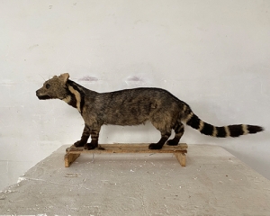 Simulation big civet