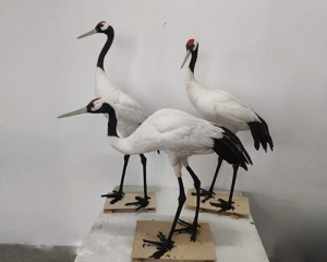 Simulation red-crowned crane