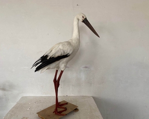 Simulation of Oriental White Stork
