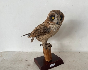 Imitation short-eared owl