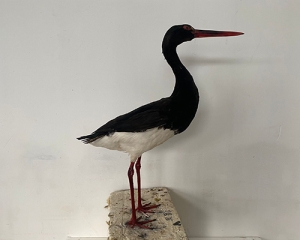 Simulation black stork