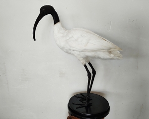 Simulated black headed white ibis