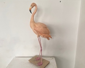 Simulated Flamingo