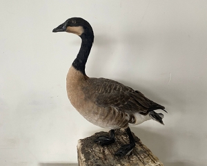 Simulated canadian goose