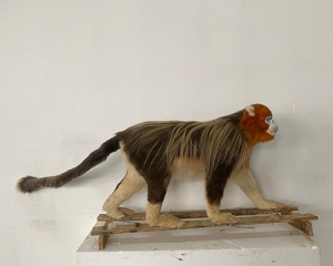 Simulated golden monkey