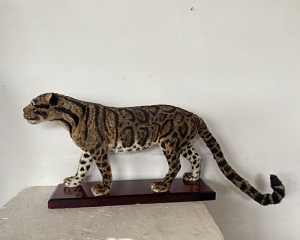 世界各地Simulated clouded leopard