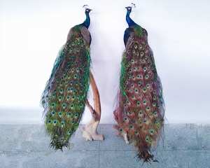 世界各地Simulated Blue Peacock